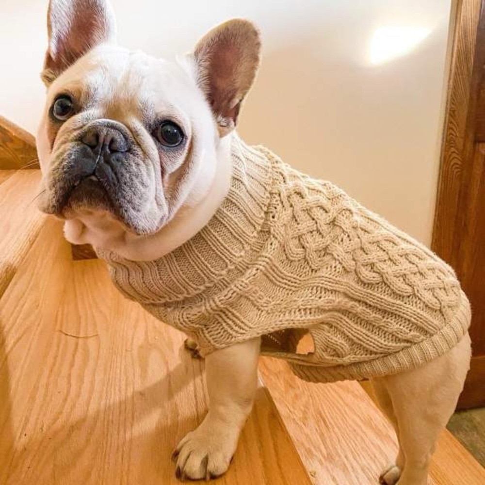Boots & Barkley Dog or Cat Sweater Pet Apparel Beige Up to 20 lbs Size S Small